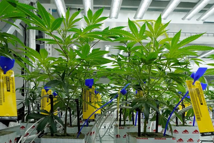 Election 2024 Marijuana Explainer