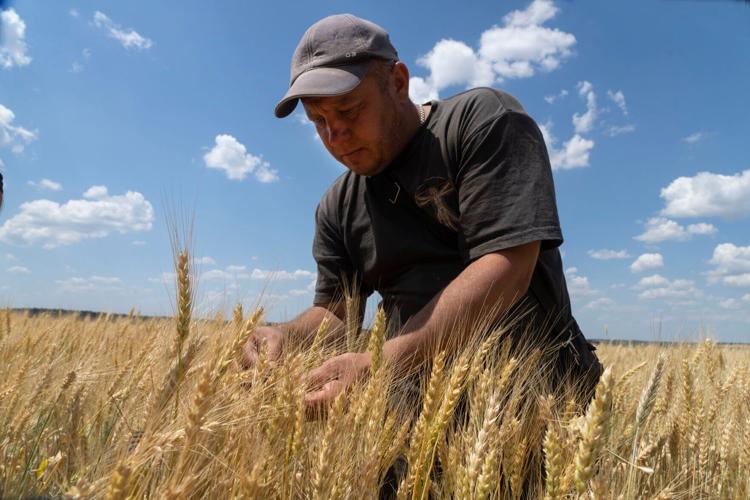 Russia Ukraine War Grain Deal Explainer