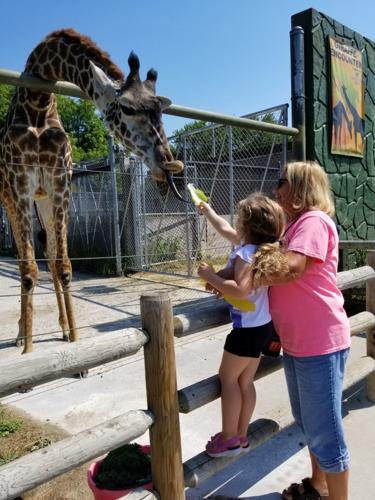 Racine Zoo: Giraffe