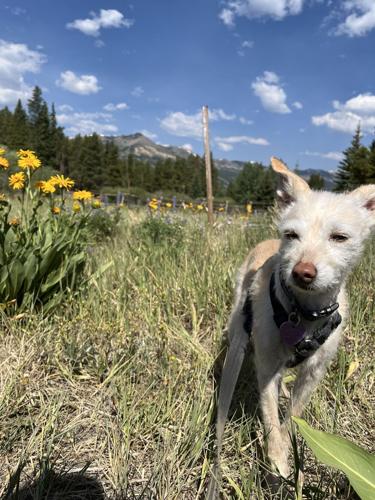 Our pooch, Loni, among the Mule's Ears near Breckenridge on July 4 weekend.