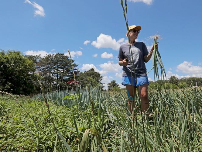 Dominican Sisters of Sinsinawa