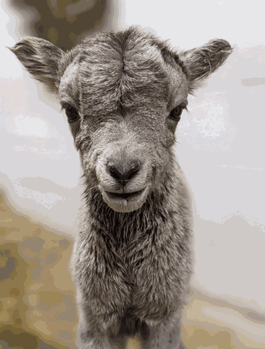 Baby sheep