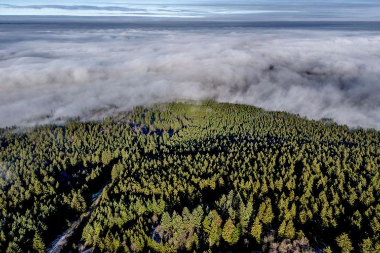 Climate Doomed Tree Planting