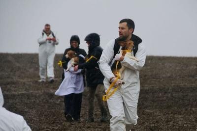 Animal rights activists break into Ridglan Farms, a facility in Blue Mounds, Wisconsin that breeds beagles for medical and scientific research, on Sunday, March 15, 2026.