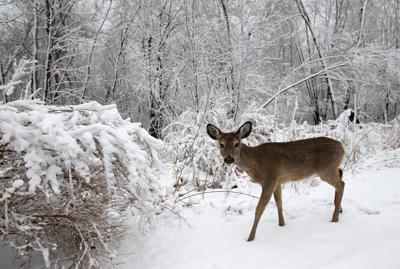 Deer in snow, AP generic file photo