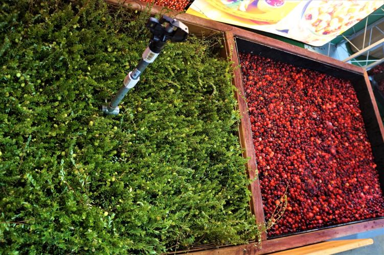 Cranberry growing display at the Wisconsin Products Pavilion at the Wisconsin State Fair