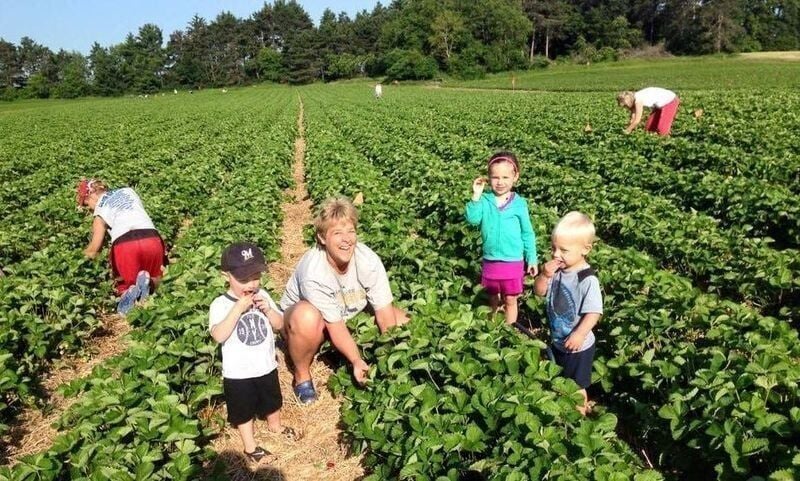 Strawberries