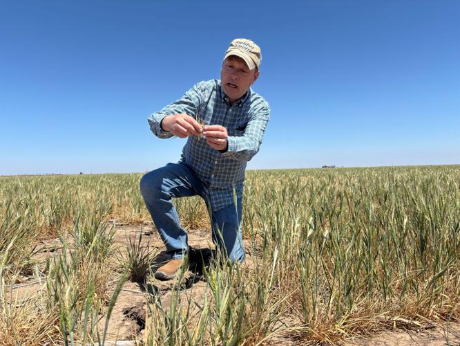 Scott Irlbeck inspects drought-hit wheat fields on his farm in Tulia