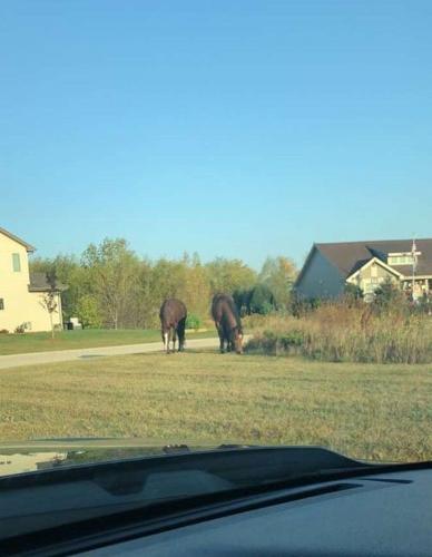 Horses grazing