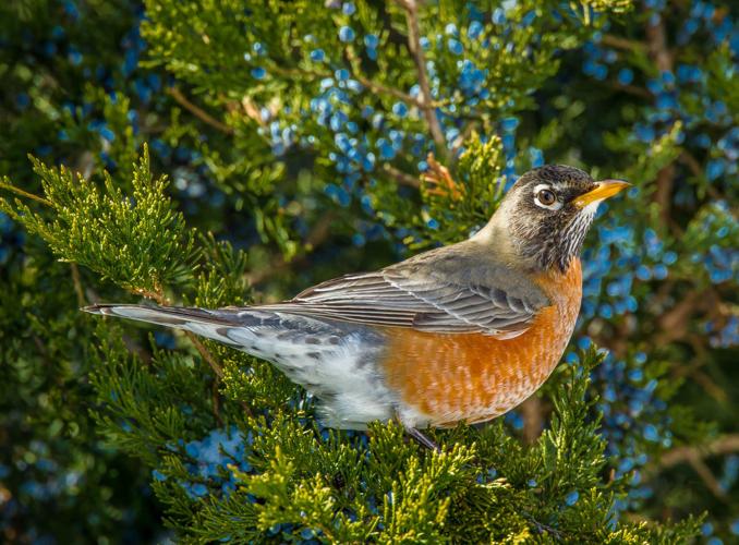 Bird Walk