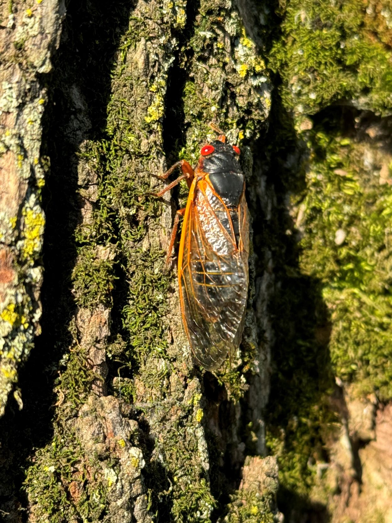 Cicada