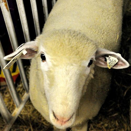Walworth County Fair 7