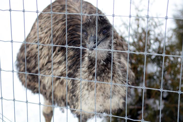 New bear at Ochsner Park Zoo