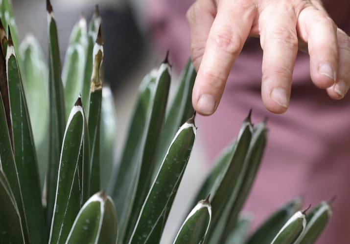 Plant at UW-Madison has death bloom