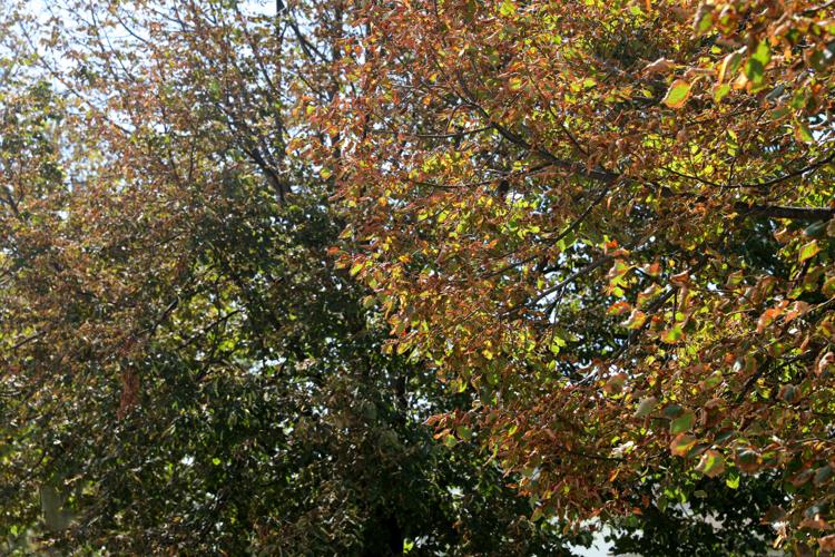 082020_nws_trees 533