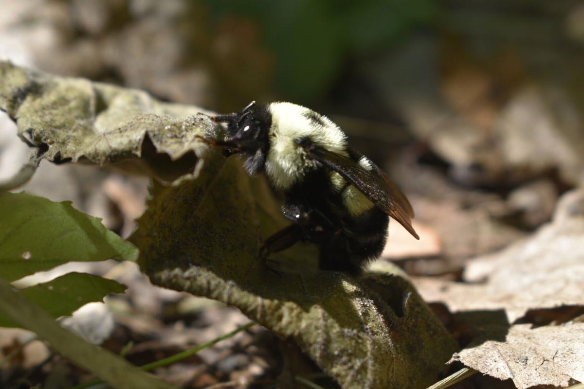 RUSTY PATCHED BUMBLE BEE