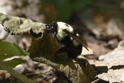 RUSTY PATCHED BUMBLE BEE