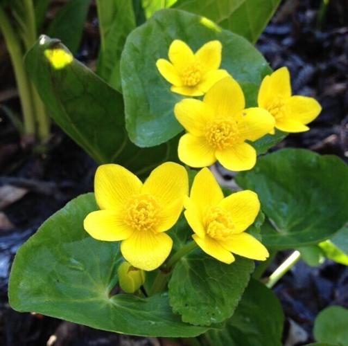 Marsh marigold at River Bend Nature Center
