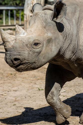 Racine Zoo welcoming Ayubu