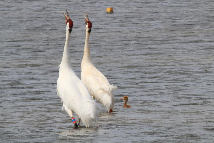 Whooping Cranes Louisiana