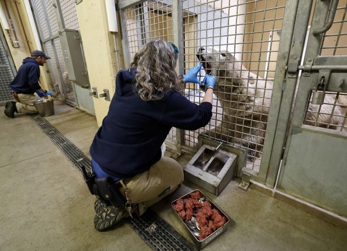 Feeding polar bear 1