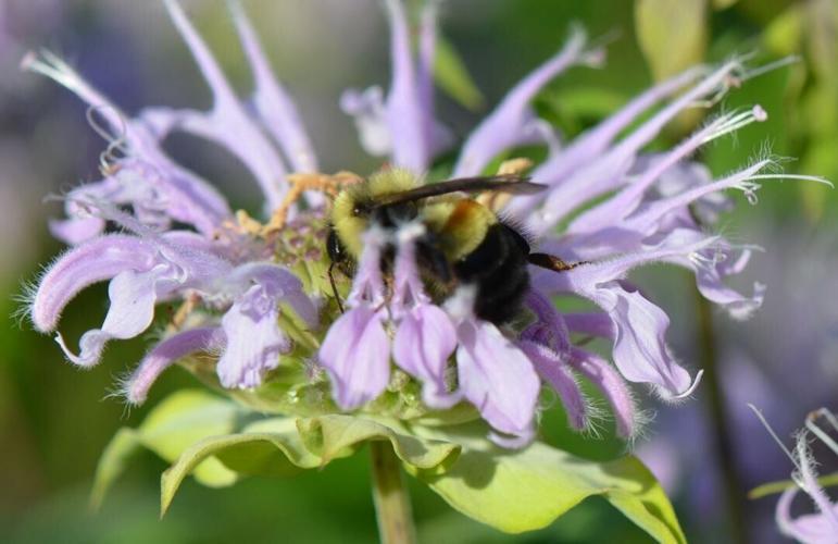 Pollinator Patch bumblebee
