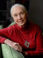 Jane Goodall (copy)