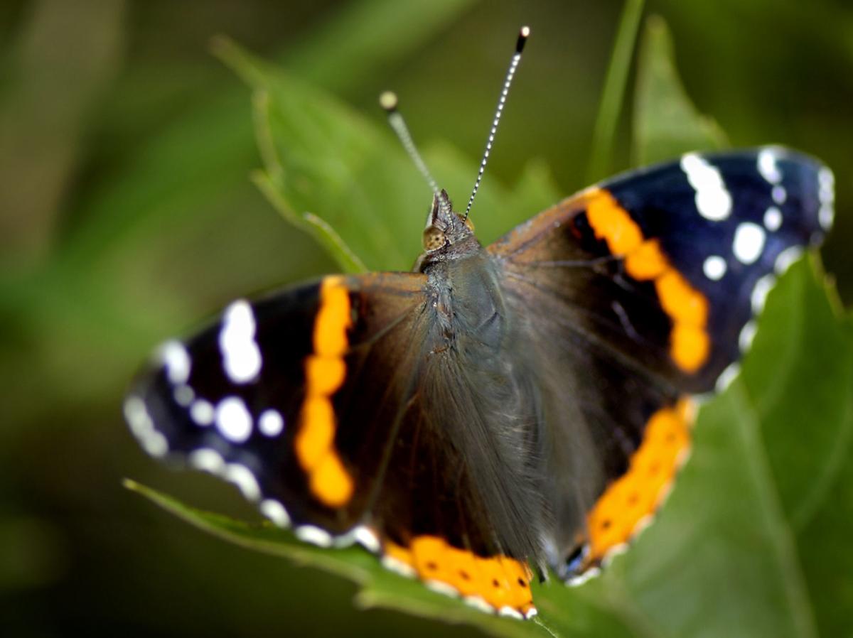 RED ADMIRAL BUTTERFLY