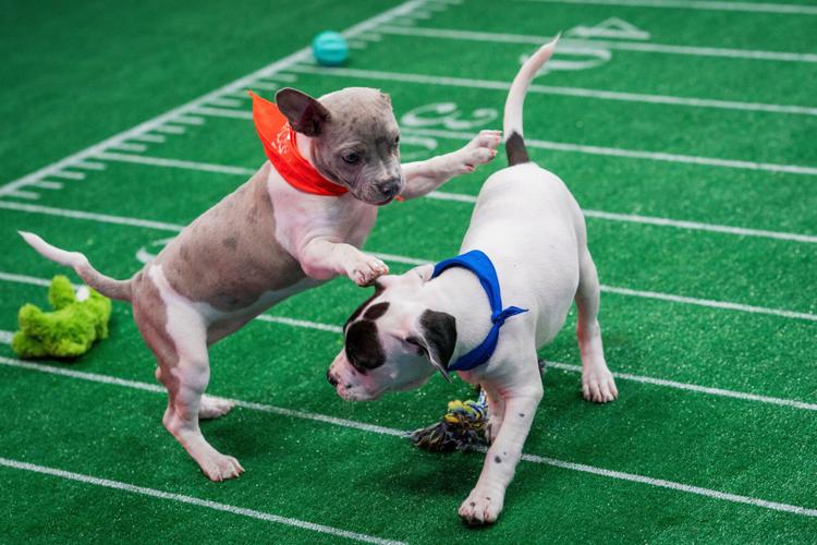 TV - Puppy Bowl