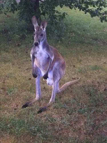 20170914-kn-ext-kangaroo6