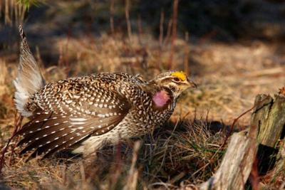 Sharp-tailed grouse