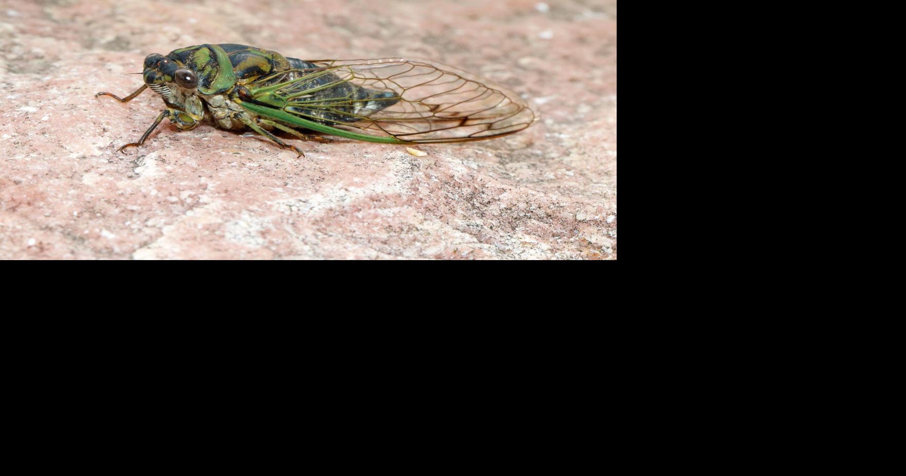 The cicadas are here in southern Wisconsin! (Just the normal ones, not