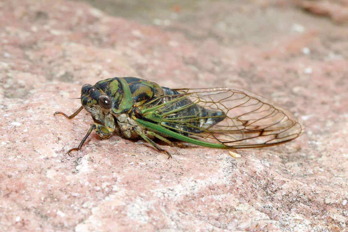 Brood X had a good run, but now the annual cicadas are taking center stage