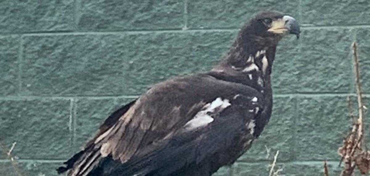 Bald eagle at Racine Zoo