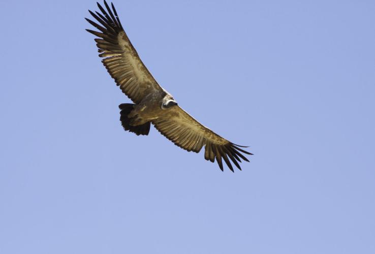 Africa Value of Vultures