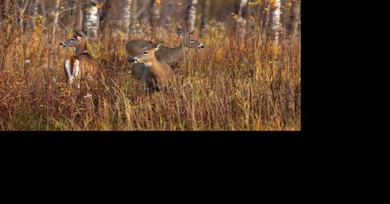 Avoid baiting and feeding deer to slow CWD - Vimarsana News