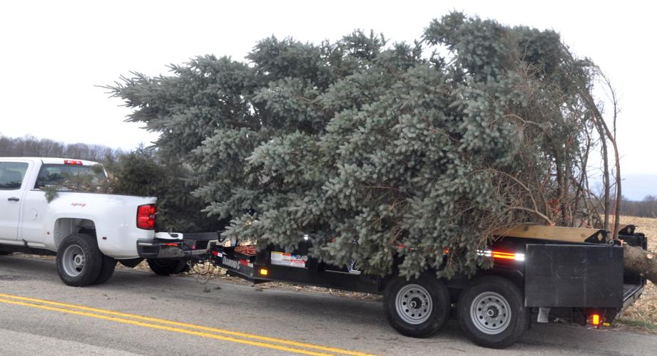 Employees from Roots Tree Service drive off with an evergreen tree to be transported to Flat Iron Park