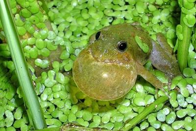 Blanchard's cricket frog