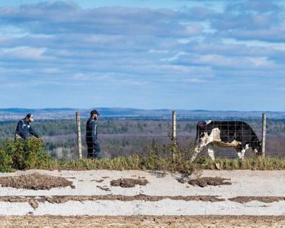 Farm workers look over a grazing cow at the Breitenmoser farm in Merrill.