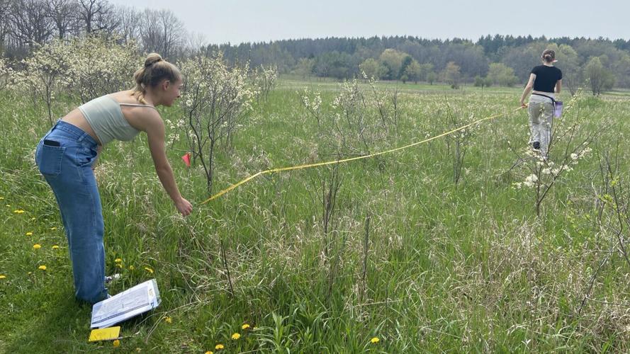 UW-Parkside project to improve endangered bee habitat