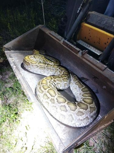 Dumped dead snake 2, Iowa County Sheriff's Office