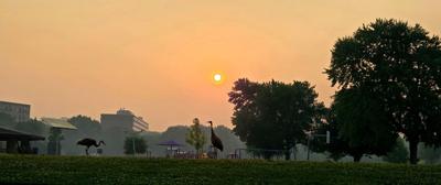 Sandhill cranes in smoke in Madison, Jo Jo Munns photo