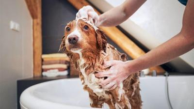 ¿Cuál es el secreto para disfrutar de la comodidad en todo el hogar? Un calentador de agua más inteligente y eficiente