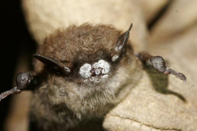Bat with white-nose syndrome, AP photo (copy)