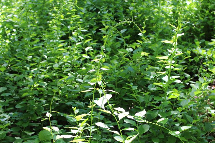 Oriental bittersweet