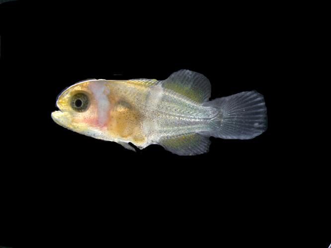 Secret to how quickly clownfish gets its stripes revealed by latest study