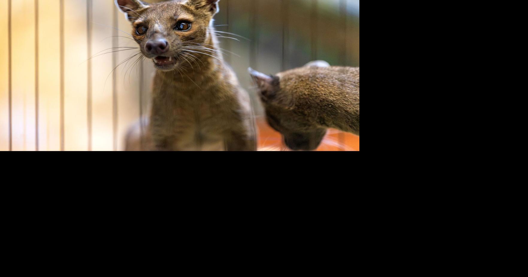 New arrivals: Catlike carnivores now climbing around Racine Zoo