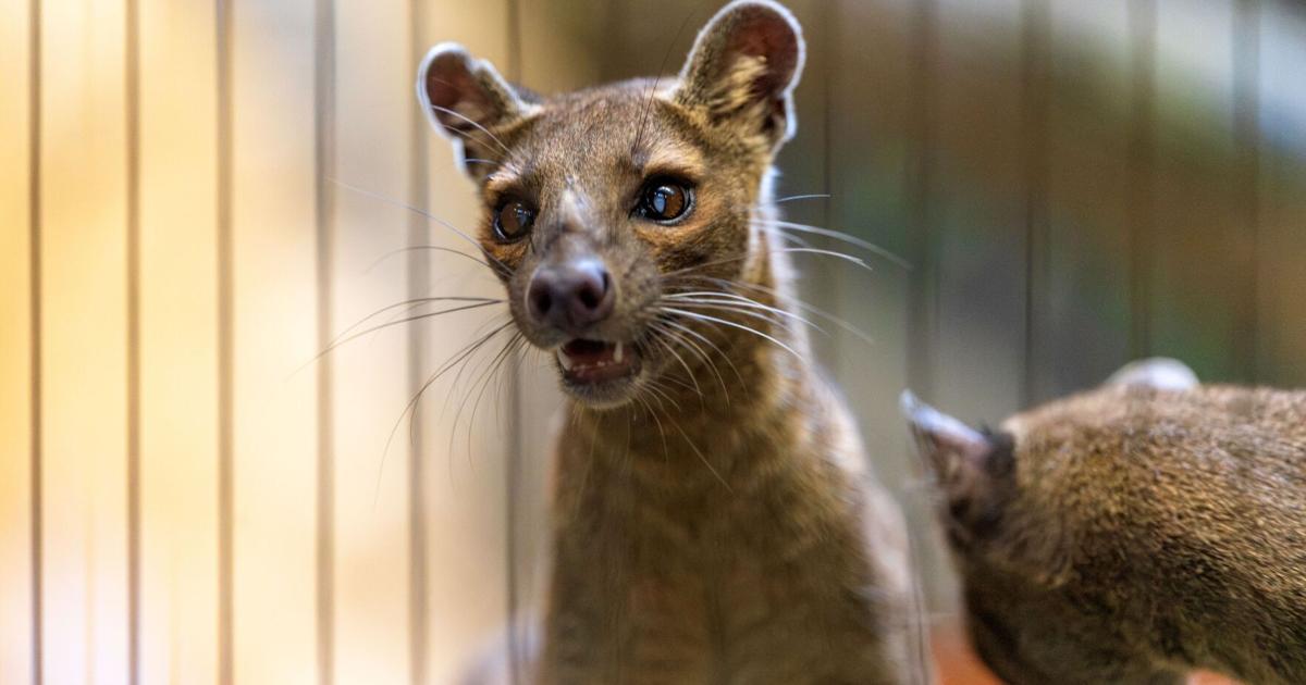 New arrivals: Catlike carnivores now climbing around Racine Zoo