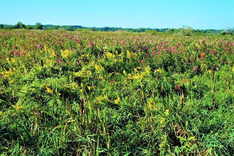 Rustic Road 120 view of Troy State Habitat Area, Town of Lafayette