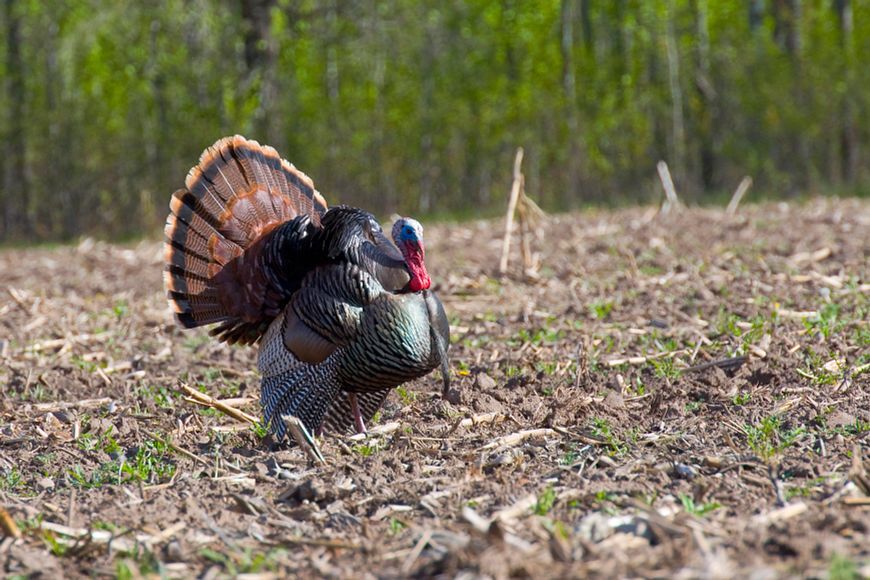 Wisconsin logged its fourth-highest spring turkey harvest on record